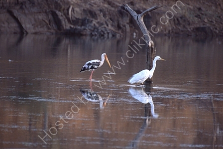 Painted Stork and Egret in India